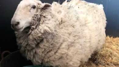 Photo of Rare Discovery: Sheep Missing for 5 Years Found Alive and Thriving with Kangaroos