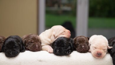 Photo of Labrador Retriever Gives Birth to Rare Litter of Puppies in Every Color – A Stunning Display of Diversity!
