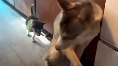 Photo of Husky Teaches Tiny Rescue Puppy How to Walk on 3 Legs: Heartwarming Rehabilitation Story