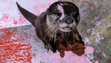 Photo of Adorable New Hampshire Aquarium Otters Create Valentine’s Day Cards for Fans