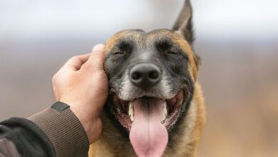Photo of Reduce Stress Naturally: The Surprising Benefits of Petting a Dog for a Few Minutes