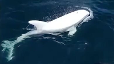 Photo of Rare White Dolphin Casper Spotted in Monterey Bay, California – A Spectacular Sight!